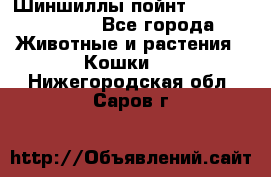 Шиншиллы пойнт ns1133,ny1133. - Все города Животные и растения » Кошки   . Нижегородская обл.,Саров г.